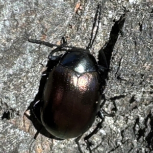 Chalcopteroides sp. (genus) at Russell, ACT - 21 Aug 2024 12:13 PM