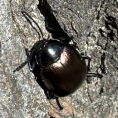 Chalcopteroides sp. (genus) at Russell, ACT - 21 Aug 2024 12:13 PM