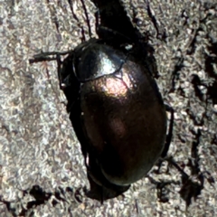 Chalcopteroides sp. (genus) at Russell, ACT - 21 Aug 2024 12:13 PM