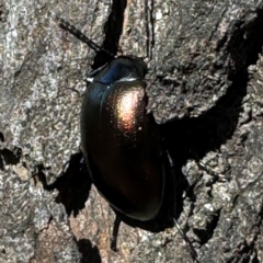 Chalcopteroides sp. (genus) at Russell, ACT - 21 Aug 2024 12:13 PM