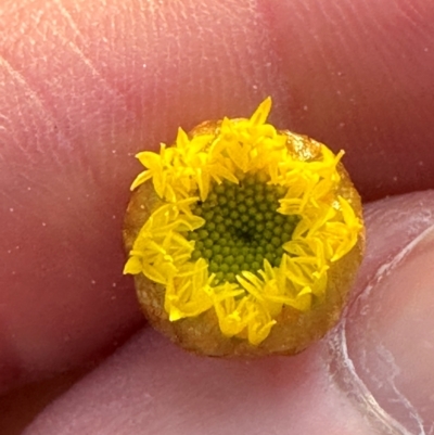 Rutidosis murchisonii at Eurimbula, QLD - 22 Aug 2024 by lbradley