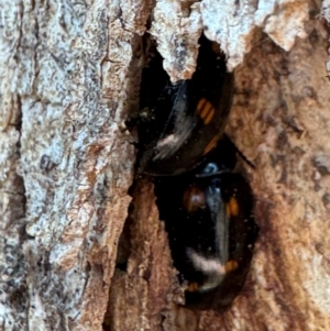 Paropsisterna octosignata at Russell, ACT - 21 Aug 2024