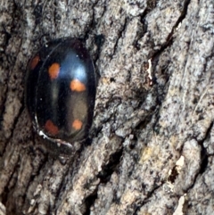 Paropsisterna octosignata at Russell, ACT - 21 Aug 2024