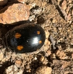 Paropsisterna octosignata at Russell, ACT - 21 Aug 2024