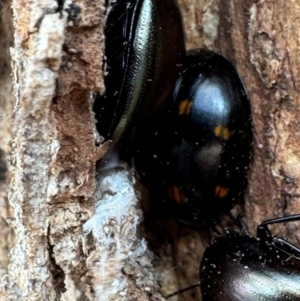 Paropsisterna octosignata at Russell, ACT - 21 Aug 2024