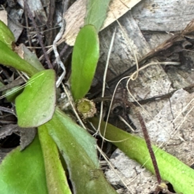 Goodenia mystrophylla (Wild Pansies) at Round Hill, QLD - 22 Aug 2024 by lbradley