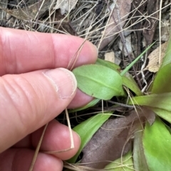 Goodenia mystrophylla at Round Hill, QLD - 22 Aug 2024 04:50 PM