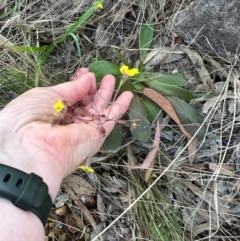 Goodenia mystrophylla at Round Hill, QLD - 22 Aug 2024 04:50 PM