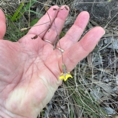 Goodenia mystrophylla at Round Hill, QLD - 22 Aug 2024 04:50 PM