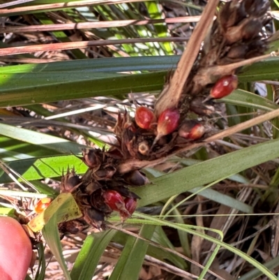 Gahnia aspera (Red-berried Saw-sedge) at Seventeen Seventy, QLD - 22 Aug 2024 by lbradley