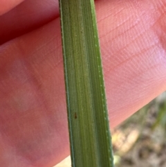 Gahnia aspera at Seventeen Seventy, QLD - 22 Aug 2024 01:52 PM