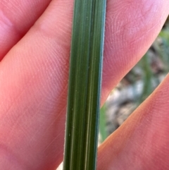 Gahnia aspera at Seventeen Seventy, QLD - 22 Aug 2024 01:52 PM