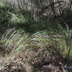 Gahnia aspera at Seventeen Seventy, QLD - 22 Aug 2024 01:52 PM