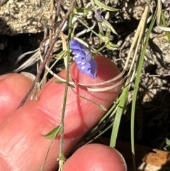 Evolvulus alsinoides var. decumbens (Slender Dwarf Morning Glory) at Seventeen Seventy, QLD - 22 Aug 2024 by lbradley