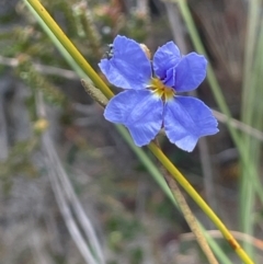 Dampiera stricta (Blue Dampiera) at Tianjara, NSW - 21 Aug 2024 by JaneR