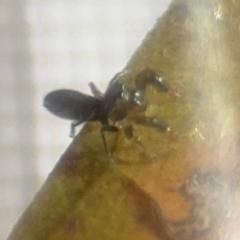 Myrmarachne sp. (genus) at Braddon, ACT - 22 Aug 2024