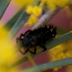 Coccinellidae (family) at Russell, ACT - 22 Aug 2024