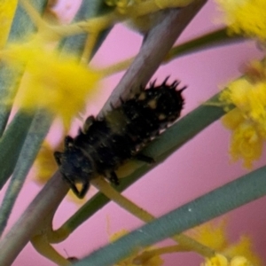 Coccinellidae (family) at Russell, ACT - 22 Aug 2024