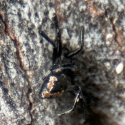 Euryopis splendens (Splendid tick spider) at Russell, ACT - 22 Aug 2024 by Hejor1