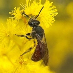 Lasioglossum (Parasphecodes) sp. (genus & subgenus) at Russell, ACT - 22 Aug 2024 12:02 PM