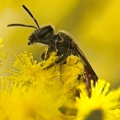 Lasioglossum (Parasphecodes) sp. (genus & subgenus) at Russell, ACT - 22 Aug 2024 12:02 PM