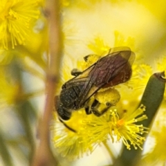 Lasioglossum (Parasphecodes) sp. (genus & subgenus) at Russell, ACT - 22 Aug 2024 12:02 PM