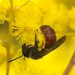 Lasioglossum (Parasphecodes) sp. (genus & subgenus) at Russell, ACT - 22 Aug 2024