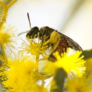 Lasioglossum (Parasphecodes) sp. (genus & subgenus) at Russell, ACT - 22 Aug 2024 12:02 PM