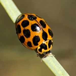 Harmonia conformis at Russell, ACT - 22 Aug 2024 12:03 PM