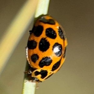 Harmonia conformis at Russell, ACT - 22 Aug 2024 12:03 PM