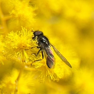 Triglyphus fulvicornis (Hover fly) at Russell, ACT - 22 Aug 2024 by Hejor1