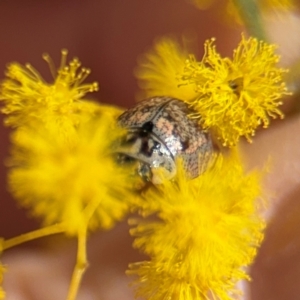 Paropsisterna m-fuscum at Russell, ACT - 22 Aug 2024