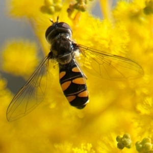 Melangyna sp. (genus) at Russell, ACT - 22 Aug 2024