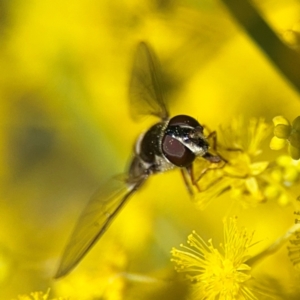 Melangyna sp. (genus) at Russell, ACT - 22 Aug 2024