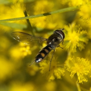 Melangyna sp. (genus) at Russell, ACT - 22 Aug 2024