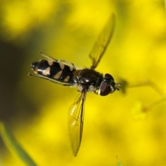 Melangyna sp. (genus) at Russell, ACT - 22 Aug 2024