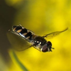 Melangyna sp. (genus) at Russell, ACT - 22 Aug 2024