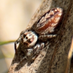 Opisthoncus serratofasciatus (Chevronned jumper) at Russell, ACT - 22 Aug 2024 by Hejor1