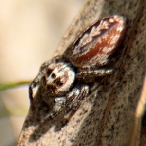 Opisthoncus serratofasciatus at Russell, ACT - 22 Aug 2024 12:09 PM