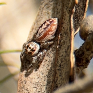 Opisthoncus serratofasciatus at Russell, ACT - 22 Aug 2024 12:09 PM