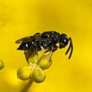 Chalcidoidea (superfamily) at Russell, ACT - 22 Aug 2024