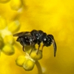 Chalcidoidea (superfamily) at Russell, ACT - 22 Aug 2024