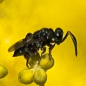 Chalcidoidea (superfamily) at Russell, ACT - 22 Aug 2024