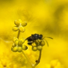 Chalcidoidea (superfamily) at Russell, ACT - 22 Aug 2024