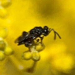 Chalcidoidea (superfamily) at Russell, ACT - 22 Aug 2024