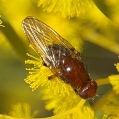 Sapromyza sp. (genus) (A lauxaniid fly) at Russell, ACT - 22 Aug 2024 by Hejor1