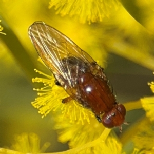 Sapromyza sp. (genus) at Russell, ACT - 22 Aug 2024