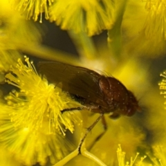 Sapromyza sp. (genus) at Russell, ACT - 22 Aug 2024