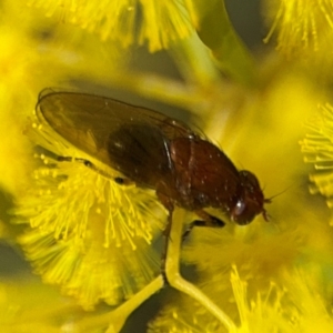 Sapromyza sp. (genus) at Russell, ACT - 22 Aug 2024