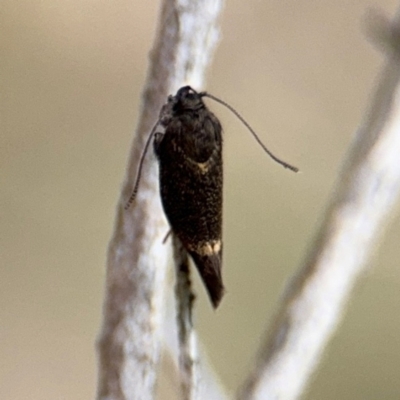 Leistomorpha brontoscopa (A concealer moth) at Russell, ACT - 22 Aug 2024 by Hejor1